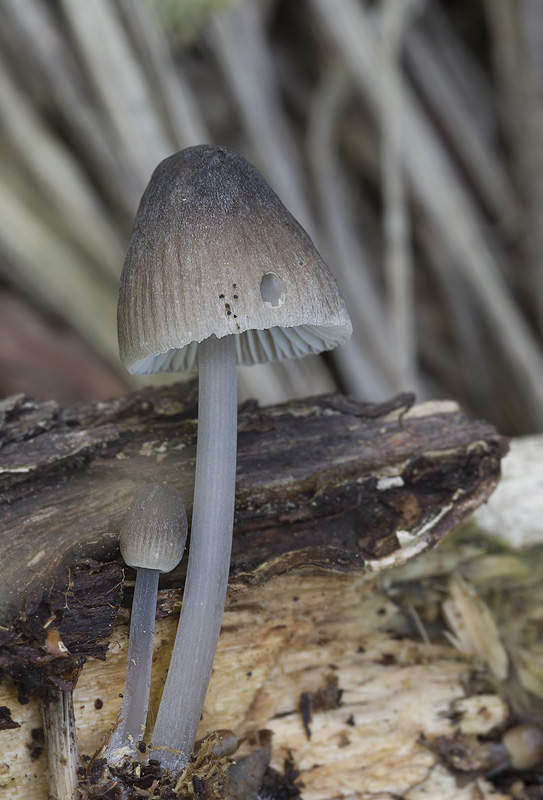 Mycena abramsii